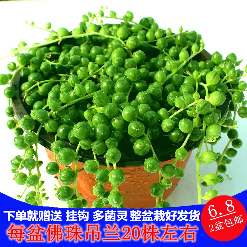 现货速发佛珠吊兰盆栽垂吊珍珠吊室内情人泪多肉植物客厅紫玄月爱