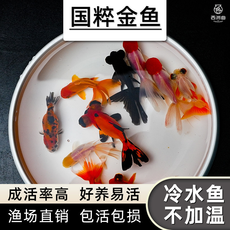 速发包活活鱼观赏鱼小型水淡好养鱼水冷鱼苗新手小兰寿锦鲤