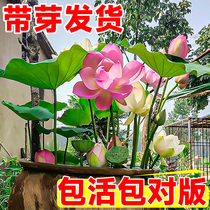 速发荷花藕种花赏植栽水养莲花缸栽莲藕苗鱼池塘水生盆物观卉碗莲