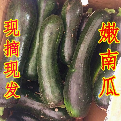 现摘现发 鲜嫩南瓜