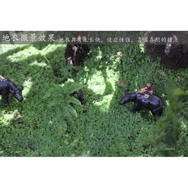 山野选集苔藓 苔纲 地衣 地钱喜阴湿 浅盘种植微景假山热带雨林缸,机械设备,矿山专用设备,淘宝优惠券,粉丝福利购,淘宝优惠卷