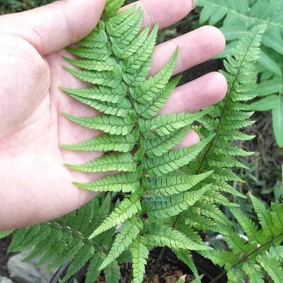 山野选集【对马耳蕨】中小型蕨类植物茎直立喜阴湿耐旱土生雨林缸