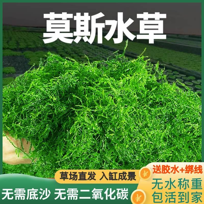 散装三角莫斯新手水草莫丝鱼缸淡水植物净化前景草坪铺底阴性慕斯