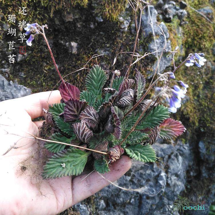 山野选集 苦苣苔 珊瑚苣苔 还魂草 雨林缸微景假山绿植,机械设备,矿山专用设备,淘宝优惠券,粉丝福利购,淘宝优惠卷