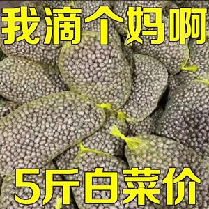 正宗山东农家自种山药豆大果特大大果冰糖葫芦新鲜山药蛋