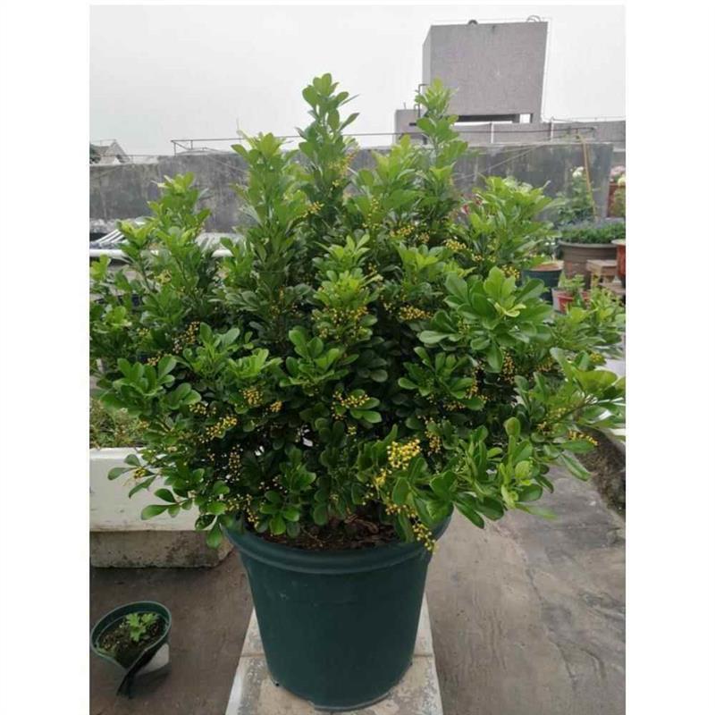 四季香水米兰花小叶盆栽花苗老桩花卉绿植室内浓香型阳台开花植物