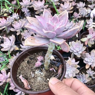 胧月多肉植物大多头群小老桩盆栽阳台幼苗优质肉肉家庭好养易活