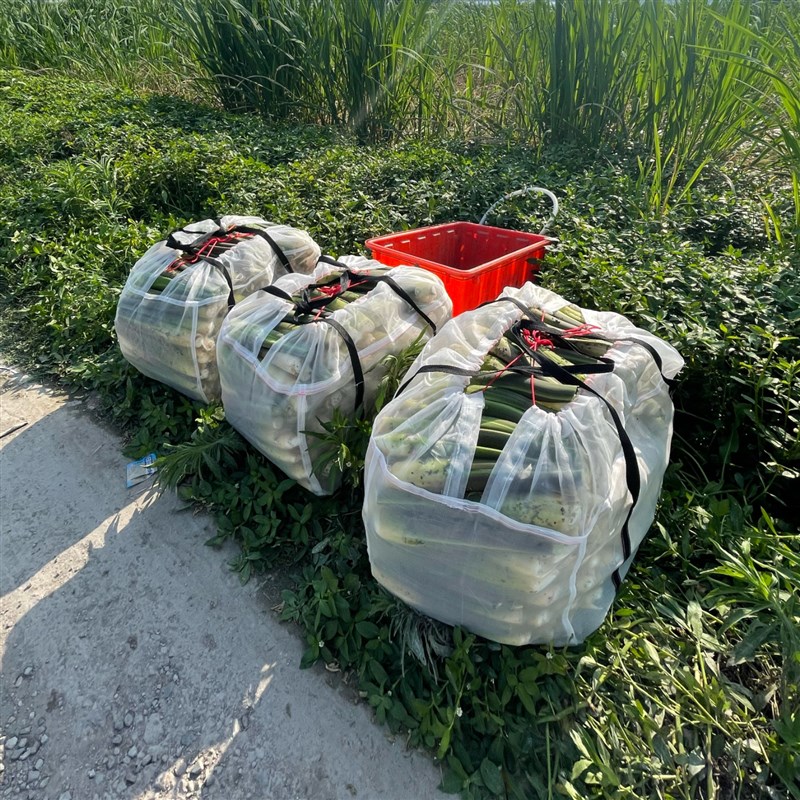 菰茭白高笋儿首装车网袋加密加厚蔬菜水果纱网编织袋尼龙网格袋子