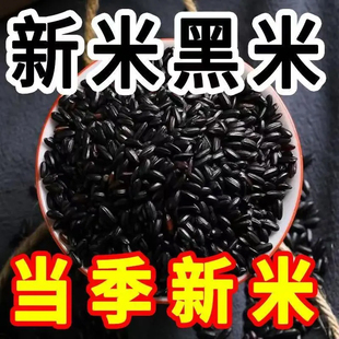 东北新黑米农家自种黑香米煮粥精选颗粒饱满正宗新鲜黑米无染色