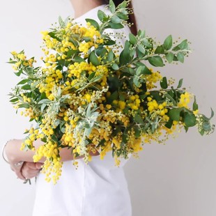 银叶金合欢鲜花云南直发家用绿植插花黄色合欢花鲜切花枝条圣诞花