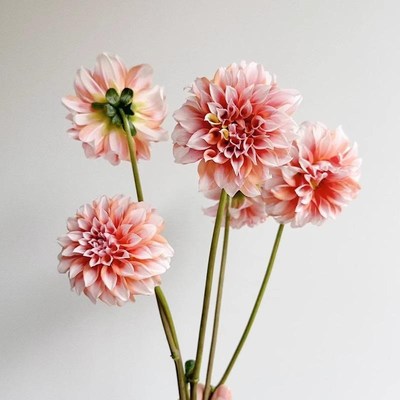 奶油桃子大丽花鲜切花鲜花网红款花束云南直发绿植真花水培插花