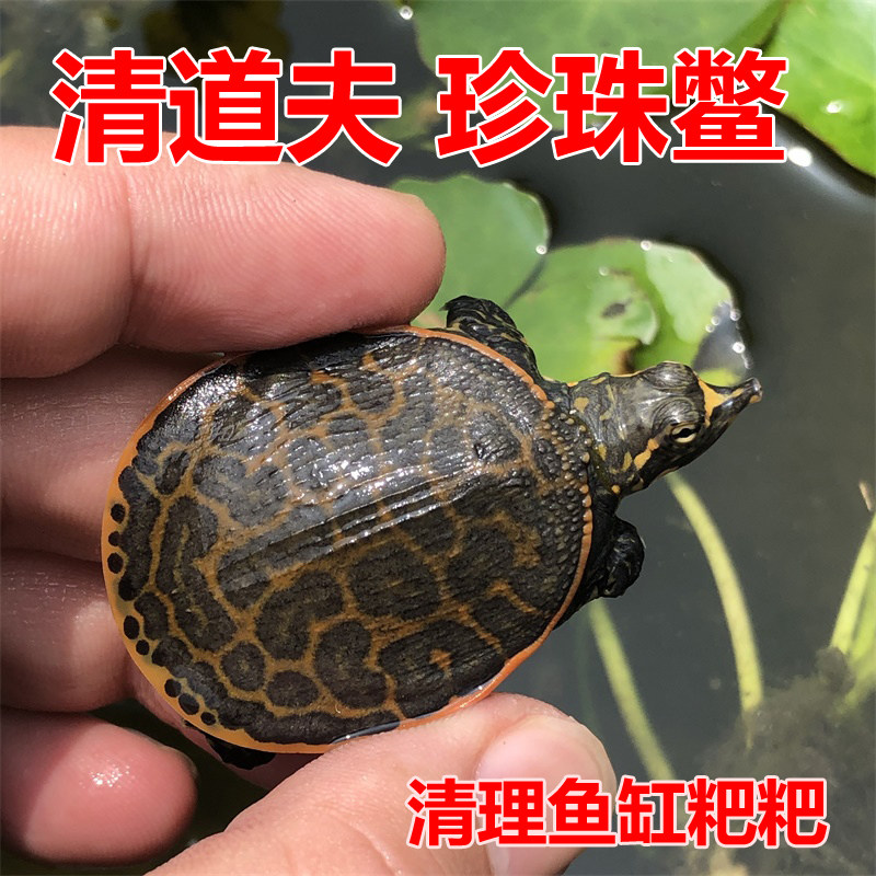 新品美国珍珠鳖深水清理鱼缸龟鱼混养吃粪龟情侣观赏甲鱼苗角山瑞