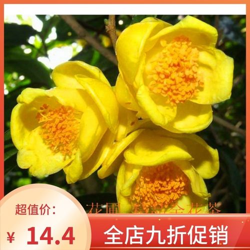 金花茶盆栽多品种精品嫁接原生防城凹脉黄遵蜡皮金花茶苗精品特价
