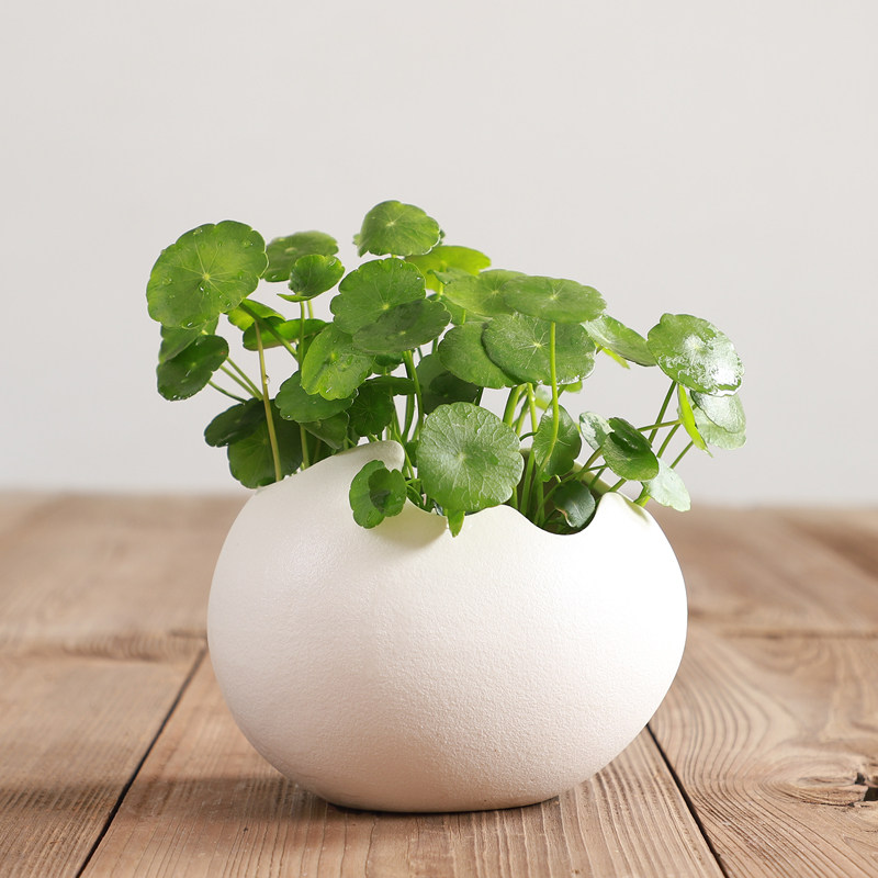 简约黑白个性陶瓷蛋壳形花器摆件无孔水培花盆雪花釉面铜钱草绿萝
