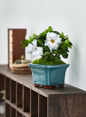 栀子花盆栽清香型花卉办公桌面绿植室内常青净化空气好养开花植物