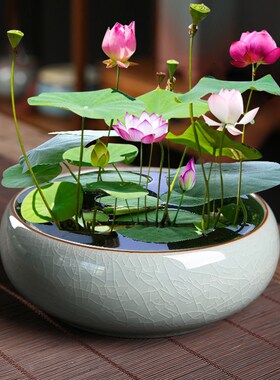 哥窑碗莲睡莲专用水培花盆陶瓷大口径无孔家用阳台一叶莲水养器皿