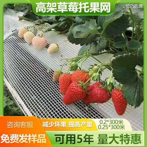 高架草莓托果网专用隔离网大棚防折支架支撑架蔬菜大棚草莓托果架