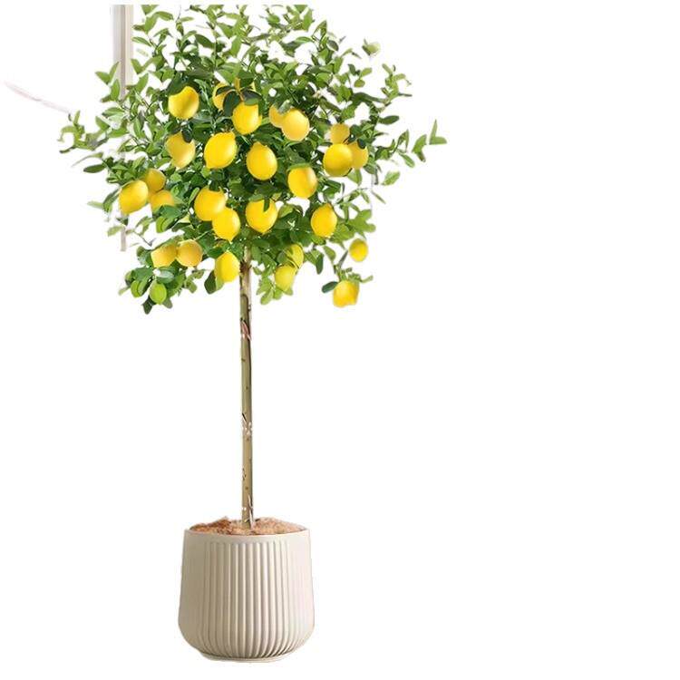 香水柠檬树客厅绿植带果盆栽大型植物室内阳台禄植四季好养除甲醛