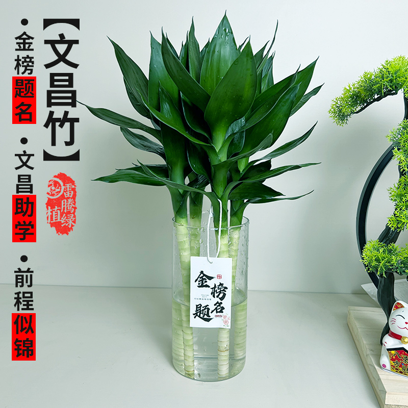 文昌竹助学带根发财竹富贵竹水养植物客厅室好养内盆栽水培绿植