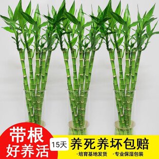 开运竹招财富贵竹水培植物绿植办公室桌面盆栽净化空气带根易养