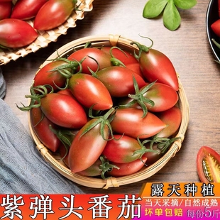 【下单立减50】紫弹头小番茄圣女果新鲜西红柿孕妇水果酸甜多汁