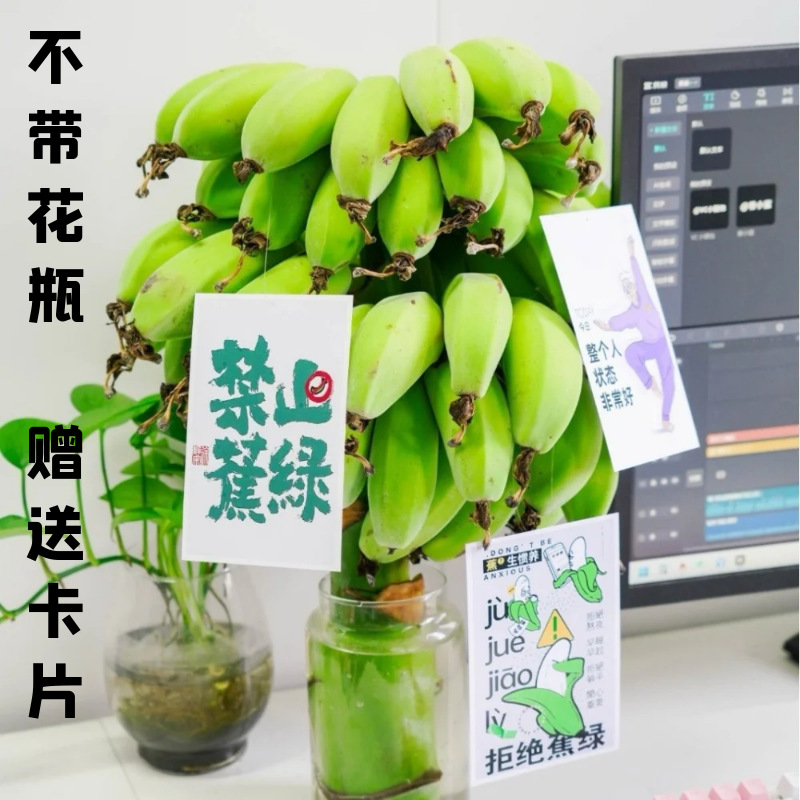 【下单立减50】整串禁止蕉绿水培香蕉办公室芭蕉桌面小米蕉