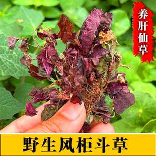 野生风柜斗草干品楮头红小叶福建深山风鼓草风谷草红杆风骨草