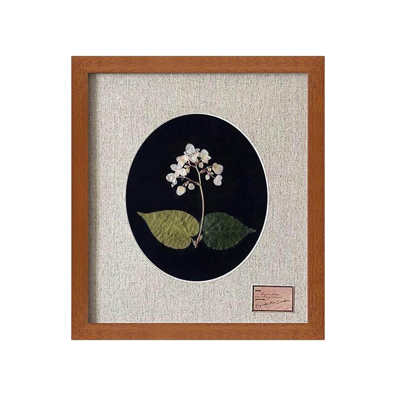 植物标本复古美拉德色系实木框装饰卧室床头壁画客厅小众中古挂画