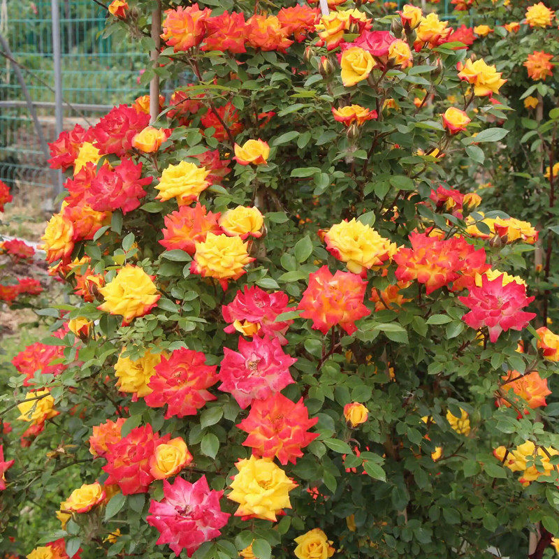 藤本蔷薇花e苗龙沙宝石爬藤欧月月季大苗花墙拱门大花浓香四季开,餐饮具,蟹八件,淘宝优惠券,粉丝福利购,淘宝优惠卷