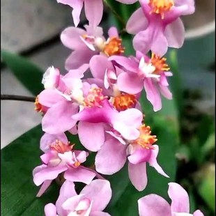 超大盆光宗o粉梦香兰,特香