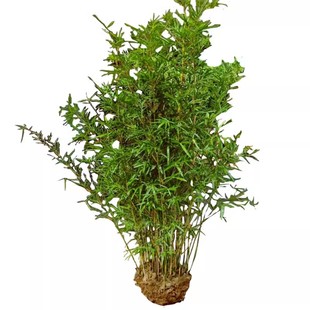 慈孝竹庭院户外四季小型s观赏竹子苗阳台盆栽耐寒室外绿植丛生连