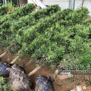 造型塔状罗汉松 宝塔形罗汉松风水庭院别H墅植物6-18年 带土球包