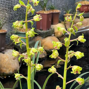 兰花苗蕙a兰名品【大白菜】组培硬化一年半 花开浓香花卉绿植