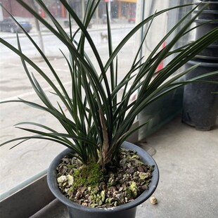 黑皮木纹草惠兰带A锯齿高货随州兰花苗
