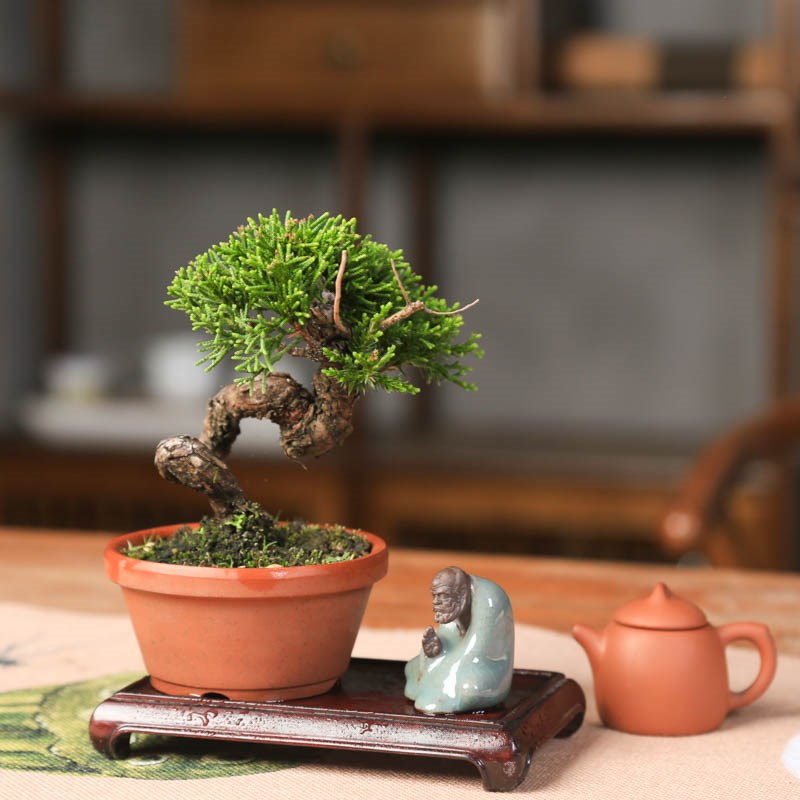 小品济州真柏微型盆景老桩一物一拍精品中式盆栽T柏树带神枝舍利