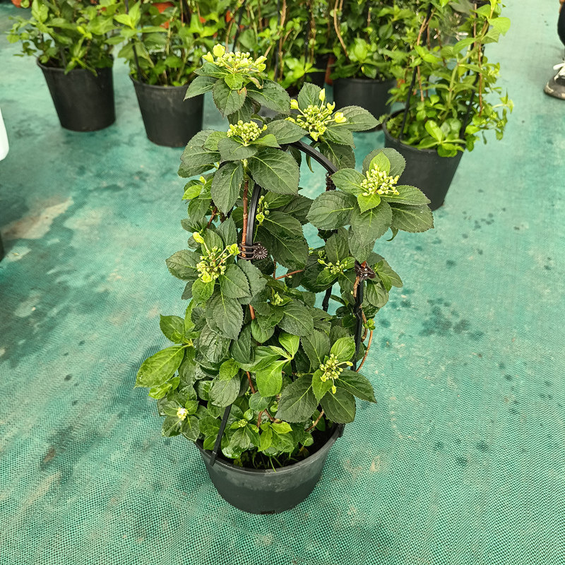 粉色落跑新娘绣球花盆栽新品爬z藤木本庭院阳台种植庭院耐寒热花,鲜花速递/花卉仿真/绿植园艺,绣球/木绣球/木本植物,淘宝优惠券,粉丝福利购,淘宝优惠卷