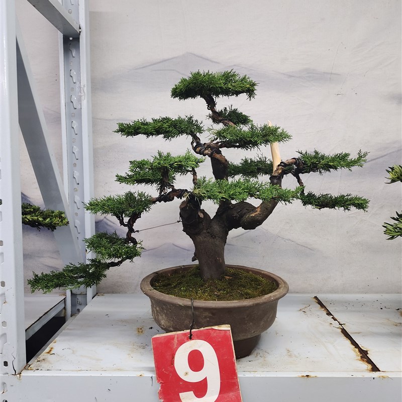 室内真树红芽迎客松客厅绿植盆栽室内M盆景大型大型室内绿植