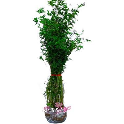 丛生竹子苗慈孝竹庭院种植风水y竹孝顺竹窝竹室外阳台盆栽观赏竹