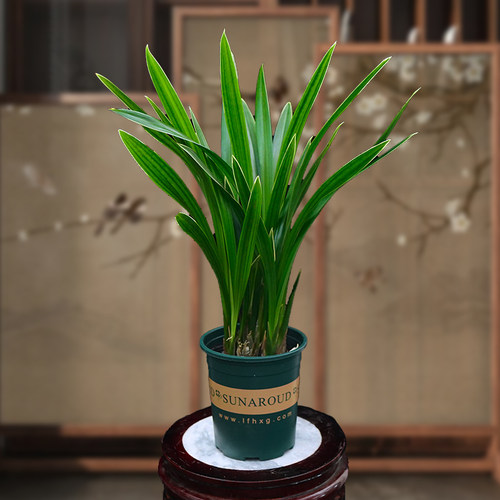 兰花墨兰开花高档清香客厅室内植D物书房花卉盆景盆栽桌面年宵花