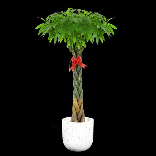 五辫子发b财树盆栽大型室内绿植盆景花卉客厅办公室绿植  宁波慈