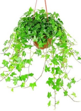 Indoor hanging plant of ivy in Phnom Penh