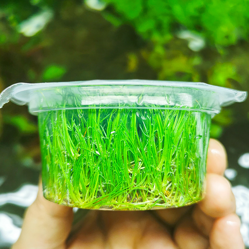 鱼缸水草植物迷你牛毛草挖耳珍珠草无菌杯血心兰前景真草阴性造景