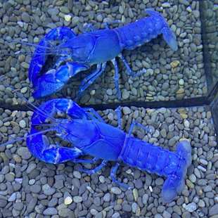 2021鳌虾苗鱼缸观赏虾水里养的宠物小龙虾苗淡水龙虾苗水族淡水易