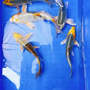 孔雀锦鲤活鱼纯种耐活好养冷水观赏鱼淡水鱼金松叶银松叶德系锦鲤