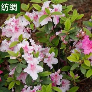 安库杜鹃纺绸 复色四季开花庭院阳台H绿植室内耐旱花卉杜鹃花苗酷