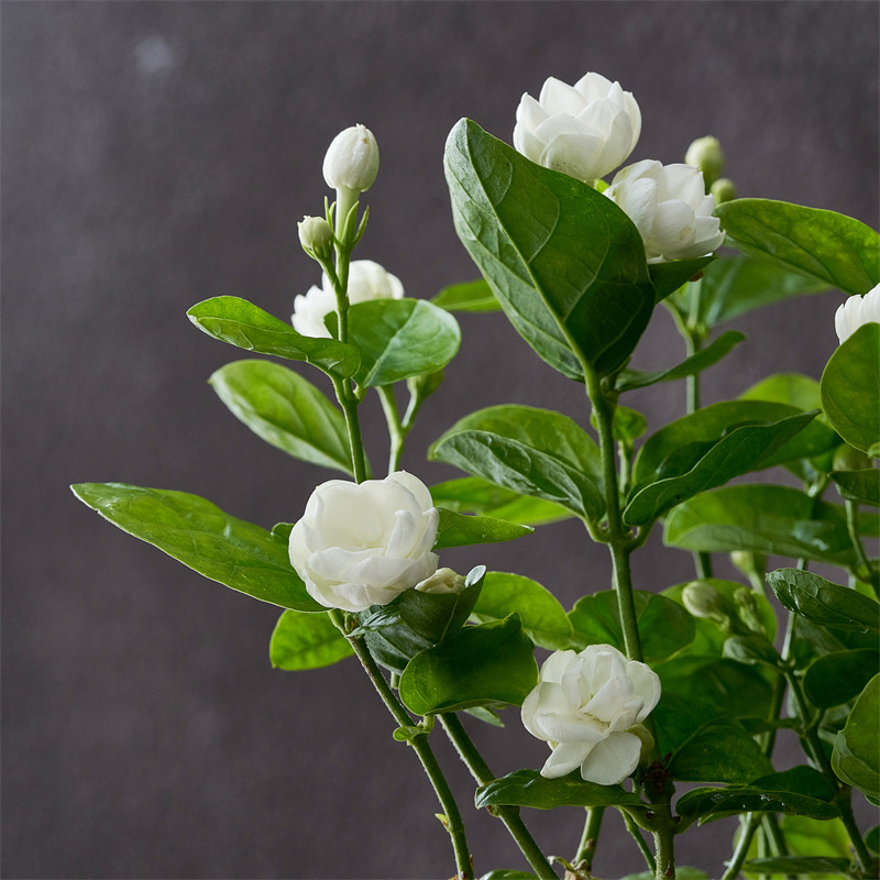 茉莉花盆栽植物浓香型室内花卉办公室桌面阳P台好养四季开花绿植,鲜花速递/花卉仿真/绿植园艺,时令草本花卉,淘宝优惠券,粉丝福利购,淘宝优惠卷