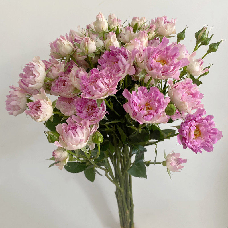 新品多头海葵玫瑰 蔷薇鲜切花y 家居水瓶插花 一抹清新 鲜花速递,鲜花速递/花卉仿真/绿植园艺,鲜花速递(同城),淘宝优惠券,粉丝福利购,淘宝优惠卷