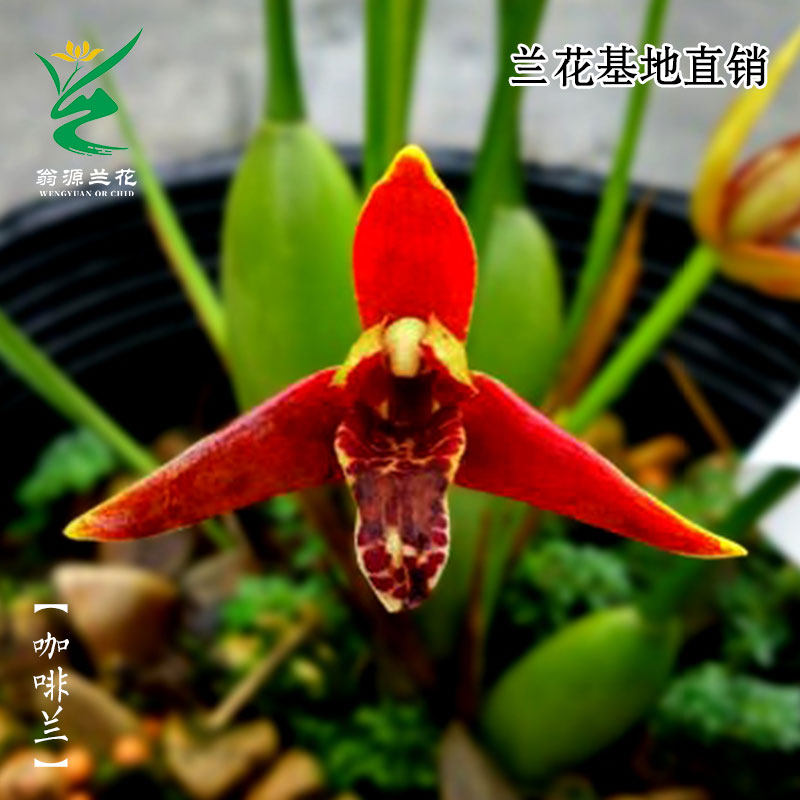 【团购】翁源兰花l【咖啡兰】文心香水梦香水培室内外绿植花卉盆,鲜花速递/花卉仿真/绿植园艺,国兰/杂交兰/洋兰类,淘宝优惠券,粉丝福利购,淘宝优惠卷