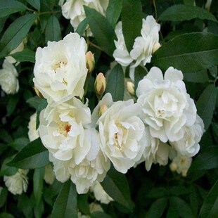 红白黄木香花苗盆栽室内s外庭院花卉爬藤植物耐寒四季开花不断浓