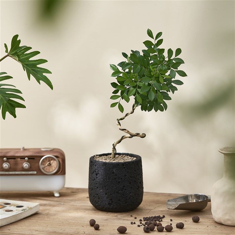 桌面客厅室内小盆l栽植物日式中古诧寂风绿植办公室发财树懒人玄,鲜花速递/花卉仿真/绿植园艺,绿植,淘宝优惠券,粉丝福利购,淘宝优惠卷